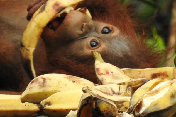 JENIS PAKAN ORANGUTAN YANG TERIDENTIFIKASI DI TNTP
