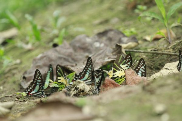 JENIS KUPU-KUPU YANG TERIDENTIFIKASI DI TNTP