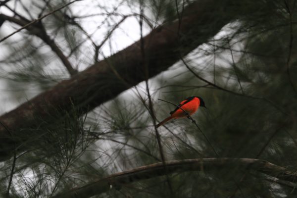 JENIS BURUNG YANG TERDIDENTIFIKASI DI TNTP